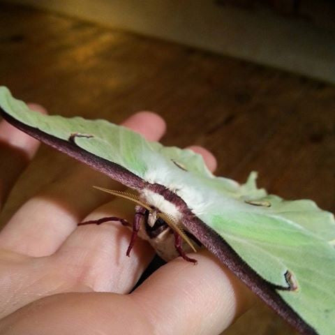 Raising Actias Luna