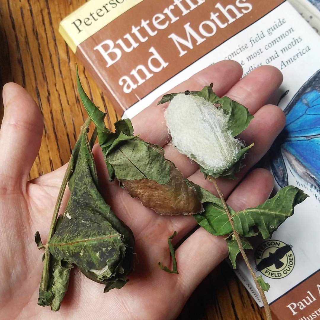 Luna Moth Cocoons – Ringing Rocks Jewelry