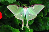 Live Luna Moth Cocoon